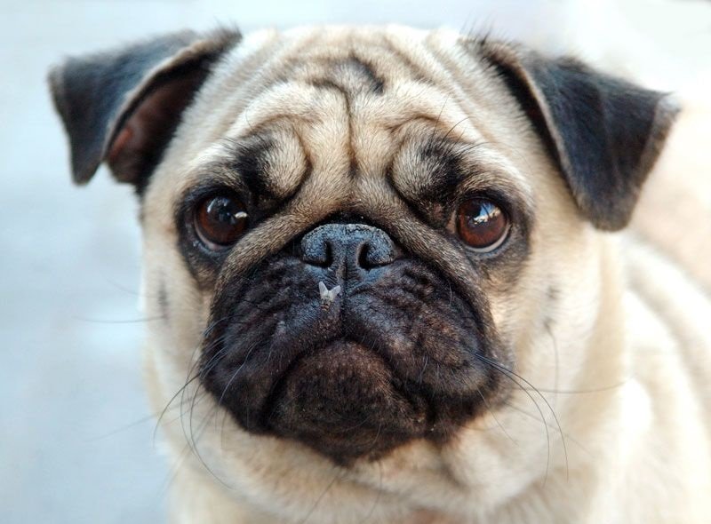 Pug-7
