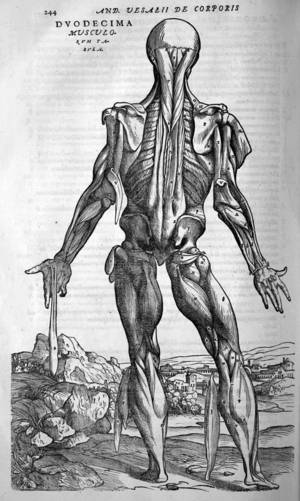 vesalius5