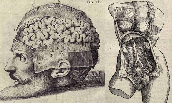 vesalius7
