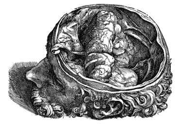 vesalius4