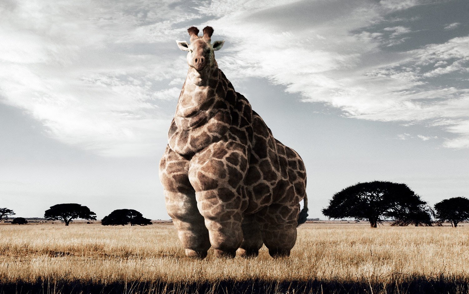 giraffe