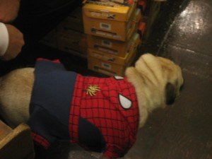 killthetoydog