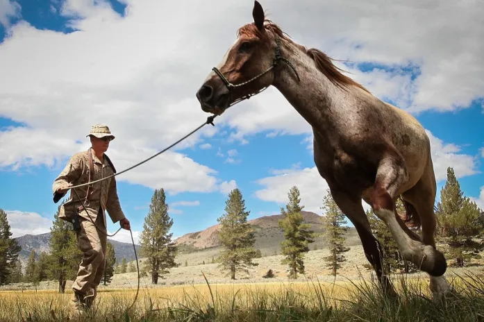 Horse, Man, Army, Training, Leading, Landscape, Trees