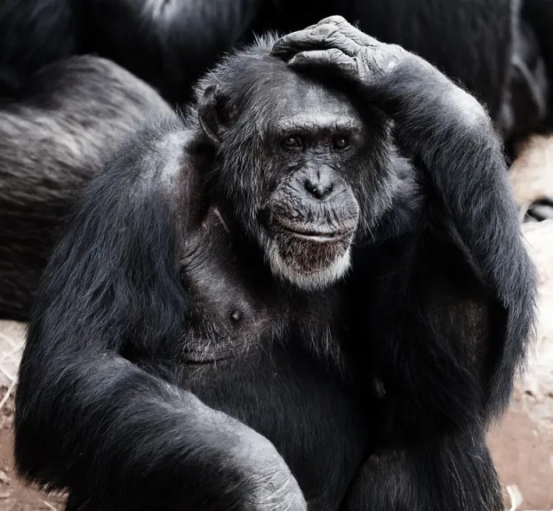 Animal, Ape, Black, Clever, Face, Hands, Intelligence
