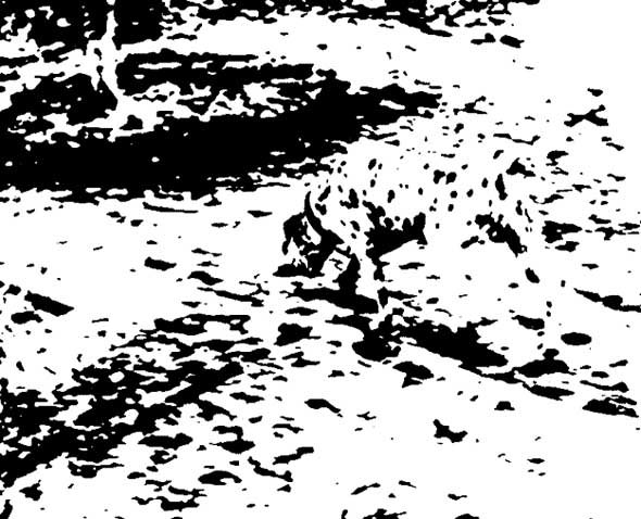 Mysterious-Dalmatian-Optical-Illusion