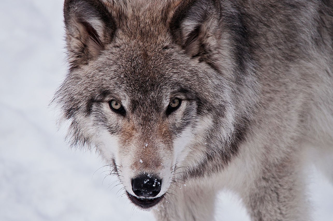lone_wolf